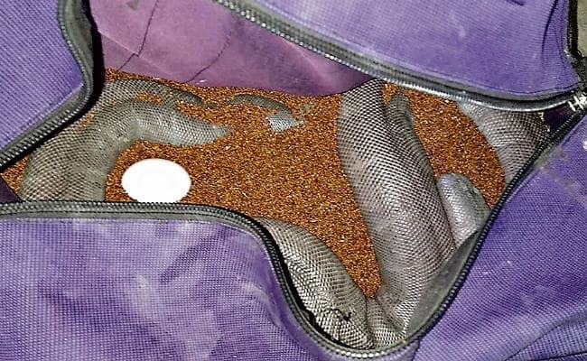 बोकारो : करोड़ों के दोमुंहे सांप के साथ दो गिरफ्तार