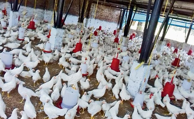 मोकामा : शराबबंदी के बाद अंडा उत्पादन यूनिट बना रोल मॉडल