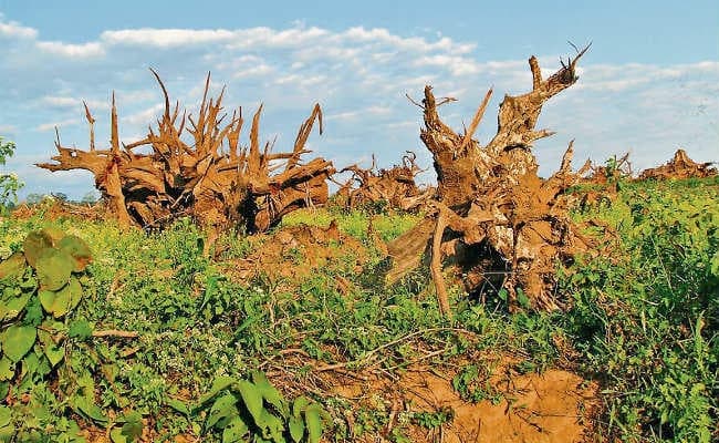 जीवन के लिए वन संरक्षण का विकल्प नहीं, एक तिहाई भारतीय भूमि मरुस्थलीकरण की चपेट में