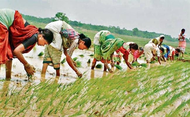 झारखंड में धान का संकट, पिछले साल सूखे के कारण लक्ष्य से आधा हुआ उत्पादन