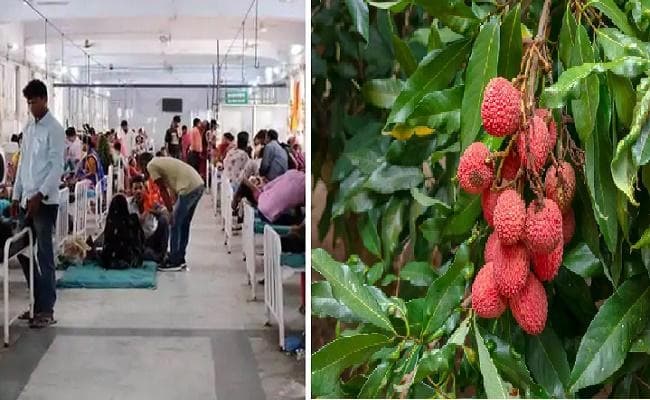 जापानी एन्सेफेलाइटिस से मुजफ्फरपुर में होने वाली बच्चों की मौतों में लीची मुख्य वजह नहीं : IMA