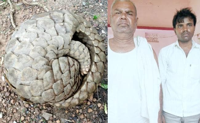 दुर्लभ पैंगोलिन का पांच लाख रुपये में सौदा करते दो तस्कर कैमूर पहाड़ी से गिरफ्तार, वन्य जीव बरामद