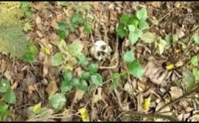 दामोदरपुर कोलाडांगा जंगल से नरकंकाल बरामद