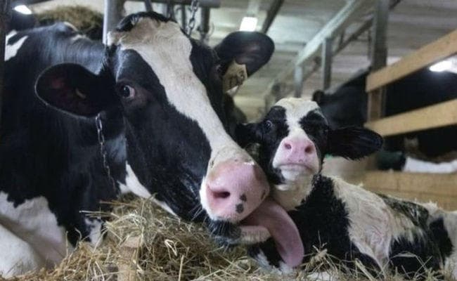 रांची : राजभवन, सीएम हाउस की गायों के भोजन पर हो सकता है संकट