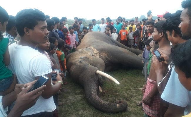 खरसावां : लटकते 11 हजार वोल्‍ट के बिजली तार की चपेट में आने से एक जंगली हाथी की मौत