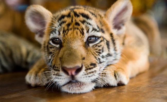 27 साल बाद चिड़ियाखाना में शावक का जन्म