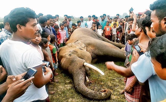 खरसावां : जमीन से सात फीट ऊपर झूल रहे हाइवोल्टेज तार ने ली नौ फीट ऊंचे हाथी की जान