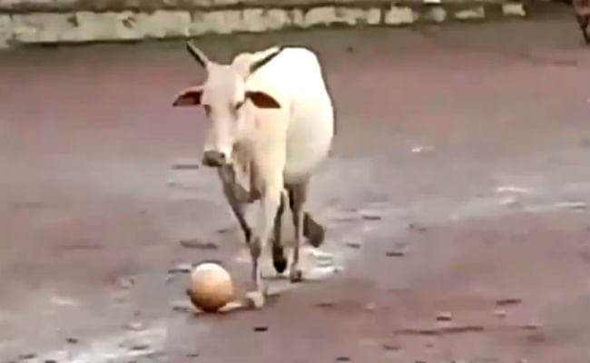 फुटबॉल खेलते हुए गाय का मजेदार वीडियो वायरल, क्रिकेट एक्सपर्ट हर्षा भोगले ने किया ट्वीट