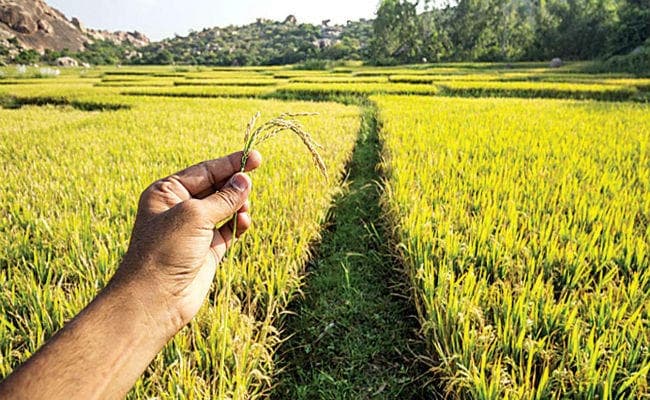 बजट से पहले मोदी सरकार ने दिया किसानों को बड़ा तोहफा, इन फसलों पर बढ़ाया न्यूनतम समर्थन मूल्य