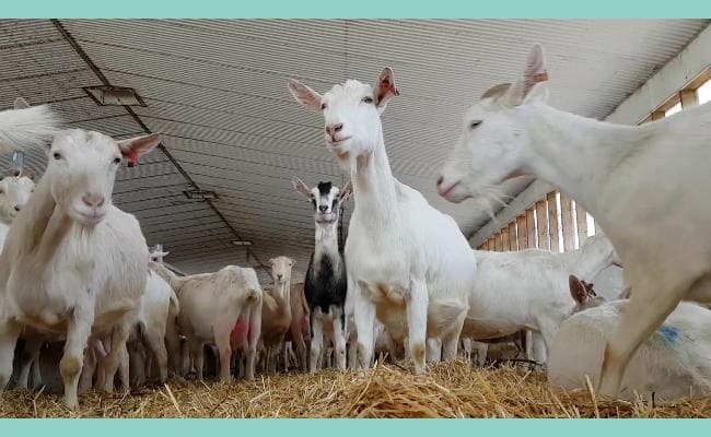 Research : बकरी के दूध का डिब्बाबंद शिशु आहार पाचन तंत्र के लिए बेहद फायदेमंद