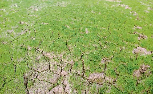 बिहार में सूखे की आशंका : आद्रा आज खत्म, पर 27 जिलों में रोपनी शुरू भी नहीं, जून में 41% कम हुई बारिश