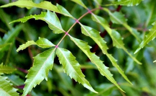 कड़वे नीम में हैं कई औषधीय गुण, जानें आपके लिए भी हो सकती है उपयोगी