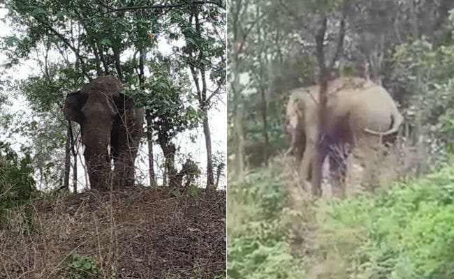 बड़कागांव : गांव में घुसा हाथी, लोग दहशत में, झुंड से बिछड़ा हाथी मचा रहा है उत्पात