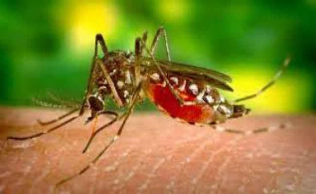 झारखंड में डेंगू के 15, चिकनगुनिया के छह नये मरीज मिले, स्वास्थ्य विभाग ने बढ़ायी जांच की गति