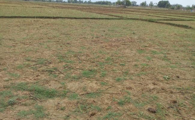 Jharkhand : मॉनसून की बेरुखी से निराश हैं गढ़वा के किसान, अब तक सिर्फ 57.2 मिमी हुई बारिश, खेत सूखे