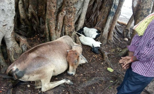 चौपारण : वज्रपात की चपेट में आने से नीरज की गयी आंख की रोशनी, तीन बच्चे घायल, पशुओं की गयी जान