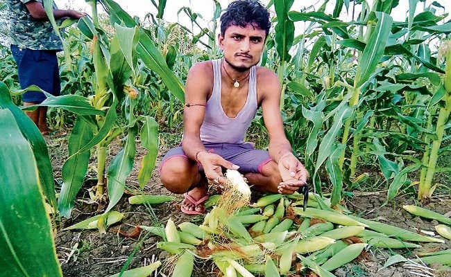 तेज हवा और बारिश से हजारों एकड़ में लगी मक्के की फसल बर्बाद
