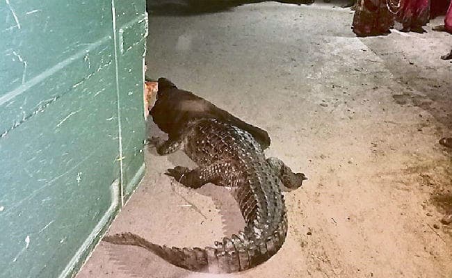 पश्चिमी चंपारण : गांव में पहुंचा मगरमच्छ, मची भगदड़, इधर रामनगर में बाघ बार-बार बदल रहा है अपना ठिकाना