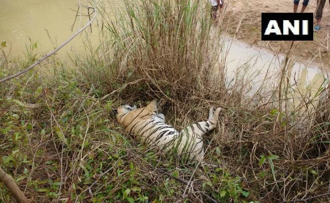महाराष्ट्र: चिमूर वन परिक्षेत्र में तीन बाघों की संदिग्ध परिस्थिति में मौत
