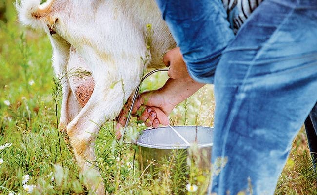 शिशु के लिए लाभप्रद हैं बकरी का दूध