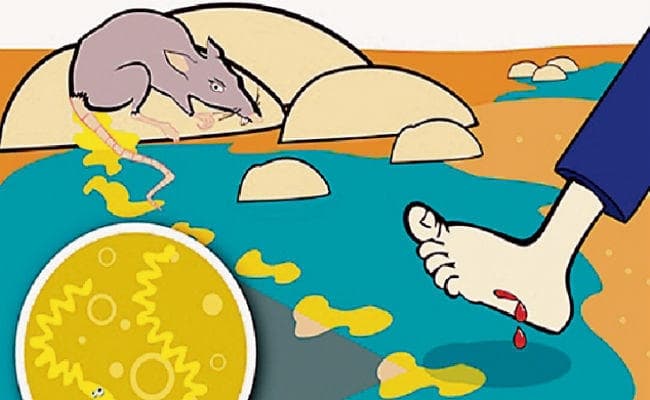 बारिश में वेल रोग की आशंका