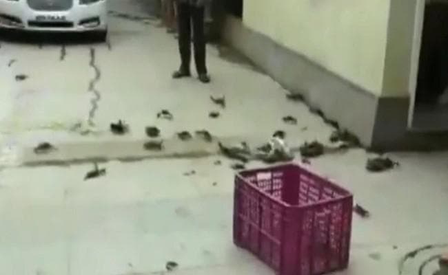 एनसीपी के कार्यकर्ताओं ने जल संरक्षण मंत्री के घर के बाहर किया ''केकड़ा फेंक'' प्रदर्शन, जानिये क्यों...?