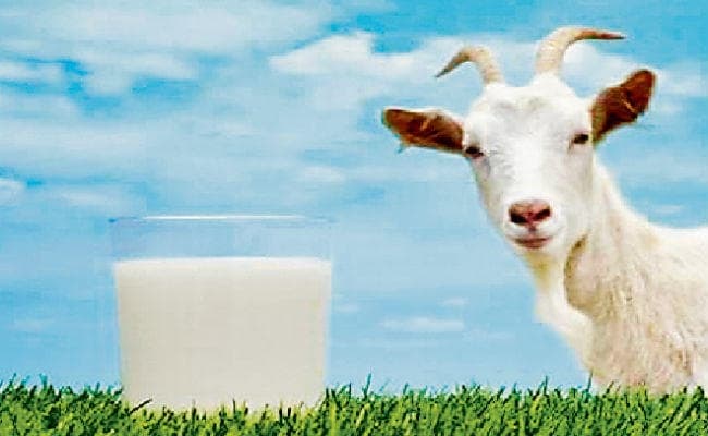 पटना : सुधा डेयरी पार्लर में साल अंत तक मिलेगा बकरी का दूध भी