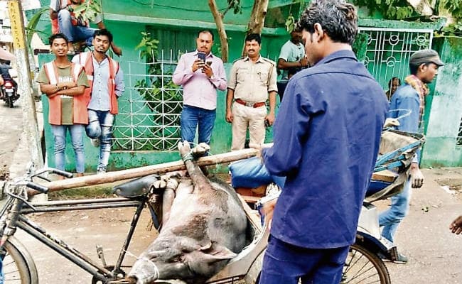 प्रभात खबर में खबर छपने के बाद हरकत में आया नगर निगम, शशिभूषण के घर पहुंची टीम, सूअर और उसके बच्चों को हटाया