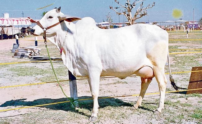 पटना : दुधारू पशुओं का बनेगा हेल्थ कार्ड