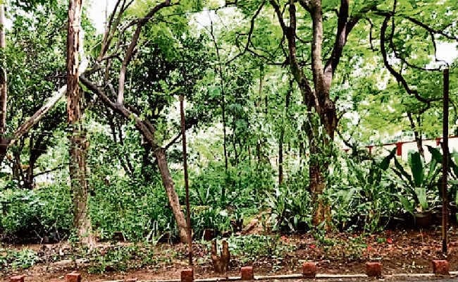 रांची : खुखरी गेस्ट हाउस से 825 बोनसाई ट्री बाहर ले जाने पर रोक