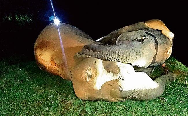 घाटशिला : 11 हजार वोल्ट के तार की चपेट में आने से तीन हाथी की हुई मौत