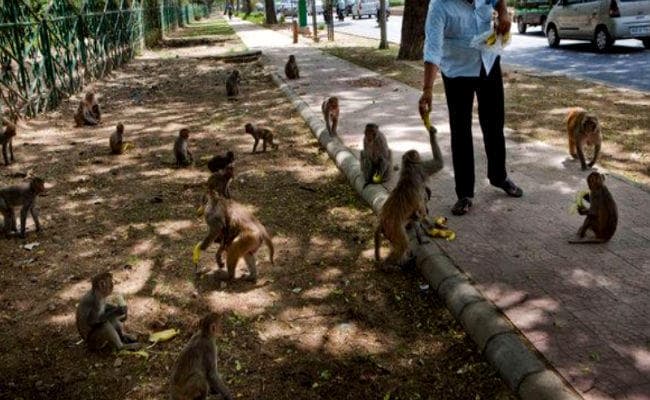 करोड़ों रुपये खर्च करने के बाद भी बंदरों से परेशान है राजधानी दिल्ली