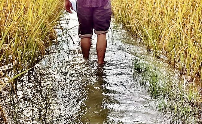 जुलाई की बारिश से अब तक 90% बिचड़े की हुई बुआई