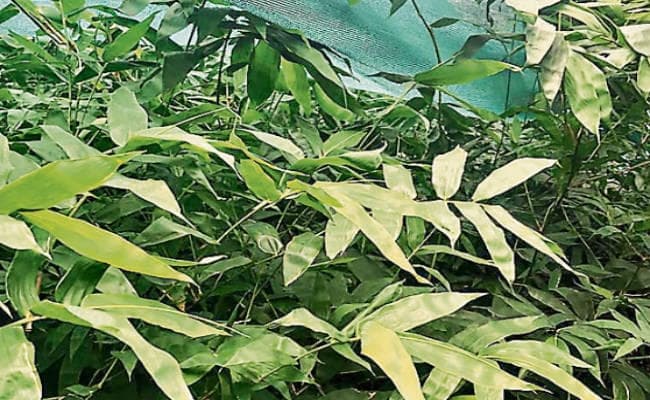 पटना के गैंडा प्रजनन केंद्र में लगेगा बंबूसा, प्राकृतिक माहौल तैयार करेगा भागलपुर का ''बंबूसा''