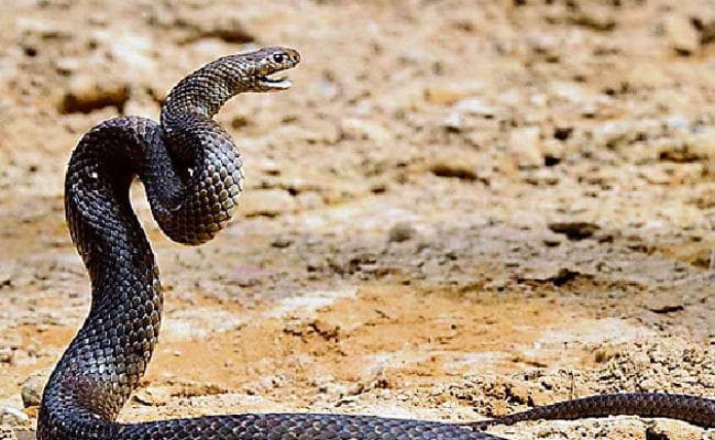 पटना : छोटे अस्पतालों में सांप के डंसने से बचाव की दवाएं नहीं