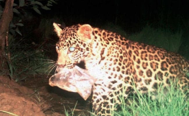 पॉलिथीन चबाते तेंदुए की तसवीर वायरल