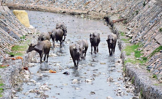 रांची : मर चुकी हरमू नदी, नाले से भी बदतर है हालत : जस्टिस पाठक
