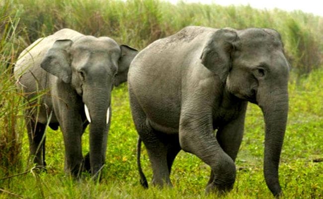 गिरिडीह: हाथियों के हमले में बच्ची समेत दो की दर्दनाक मौत, झुंड ने गांव के कई मकानों को भी तोड़ डाला