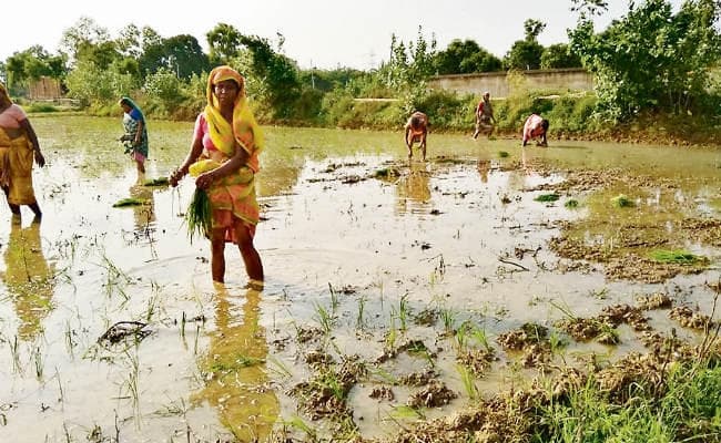 मौसम की मार : धान की रोपनी लक्ष्य से काफी पीछे, किसान हो रहे परेशान
