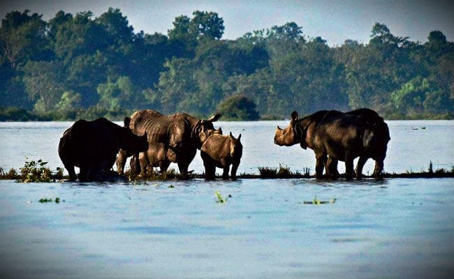 काजीरंगा पार्क 90% डूबा, उत्तरप्रदेश-बिहार बाढ़ से बेहाल