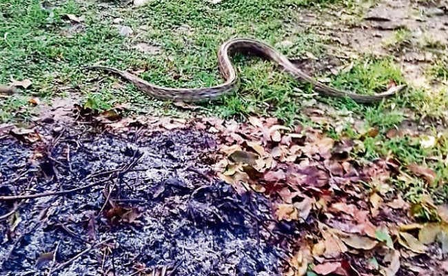 मरते दम तक सांप को दबोचे रहा कुत्ता, मालिक की बचायी जान, इधर वाल्मीकिनगर में घर में निकला अजगर, मची भगदड़