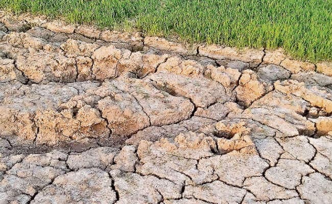 बिचड़े सूखने की स्थिति में, खेतों में पड़ी दरार