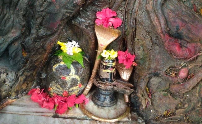 100 साल से भी पुराना गुमला का बुढ़वा महादेव मंदिर, पीपल पेड़ की खोह में है शिवलिंग