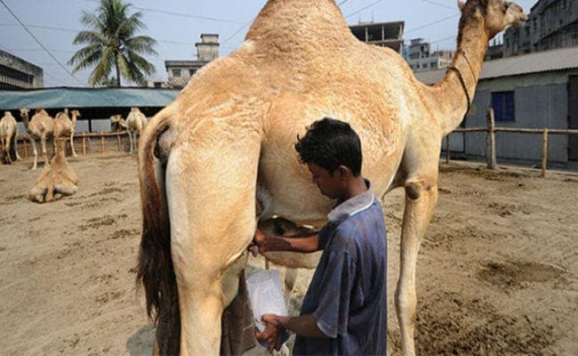 एक हफ्ते के अंदर बाजार में ऊंटनी का दूध लॉन्च करेगी अमूल, 200 मिली की मिलेगी बोतल