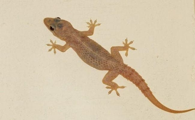 रेलवे के भोजन में छिपकली? नहीं, मुफ्त के खाने के लिए बुजुर्ग ने चली थी चाल