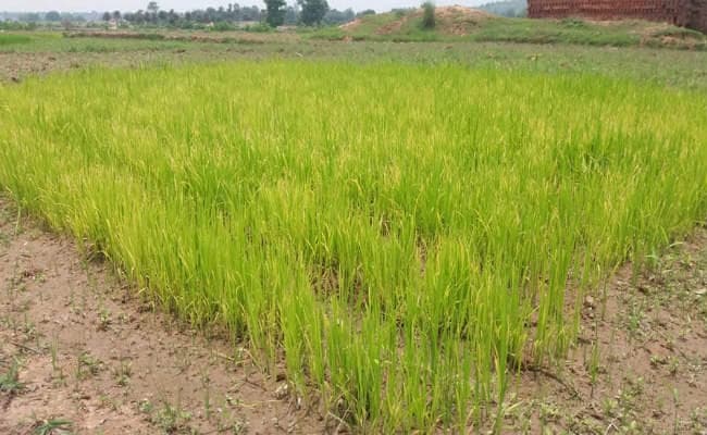 कुजू : सूखे की मार झेल रहे किसानों को अब सरकार का ही सहारा