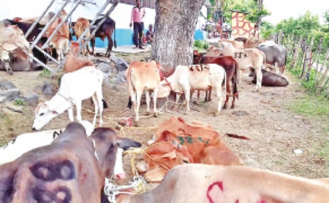 सीमा के पास से 14 बांग्लादेशी गिरफ्तार, 294 मवेशी बरामद