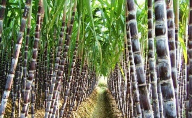 सरकार ने गन्ने का न्यूनतम मूल्य 275 रुपये क्विंटल पर बरकरार रखा