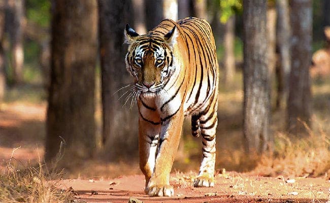 पटना : पीएम 29 को बाघों की संख्या करेंगे जारी