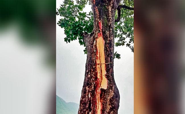 आसमान से बरसी मौत : झारखंड में आसमानी कहर ने 48 घंटे में ली 33 की जान